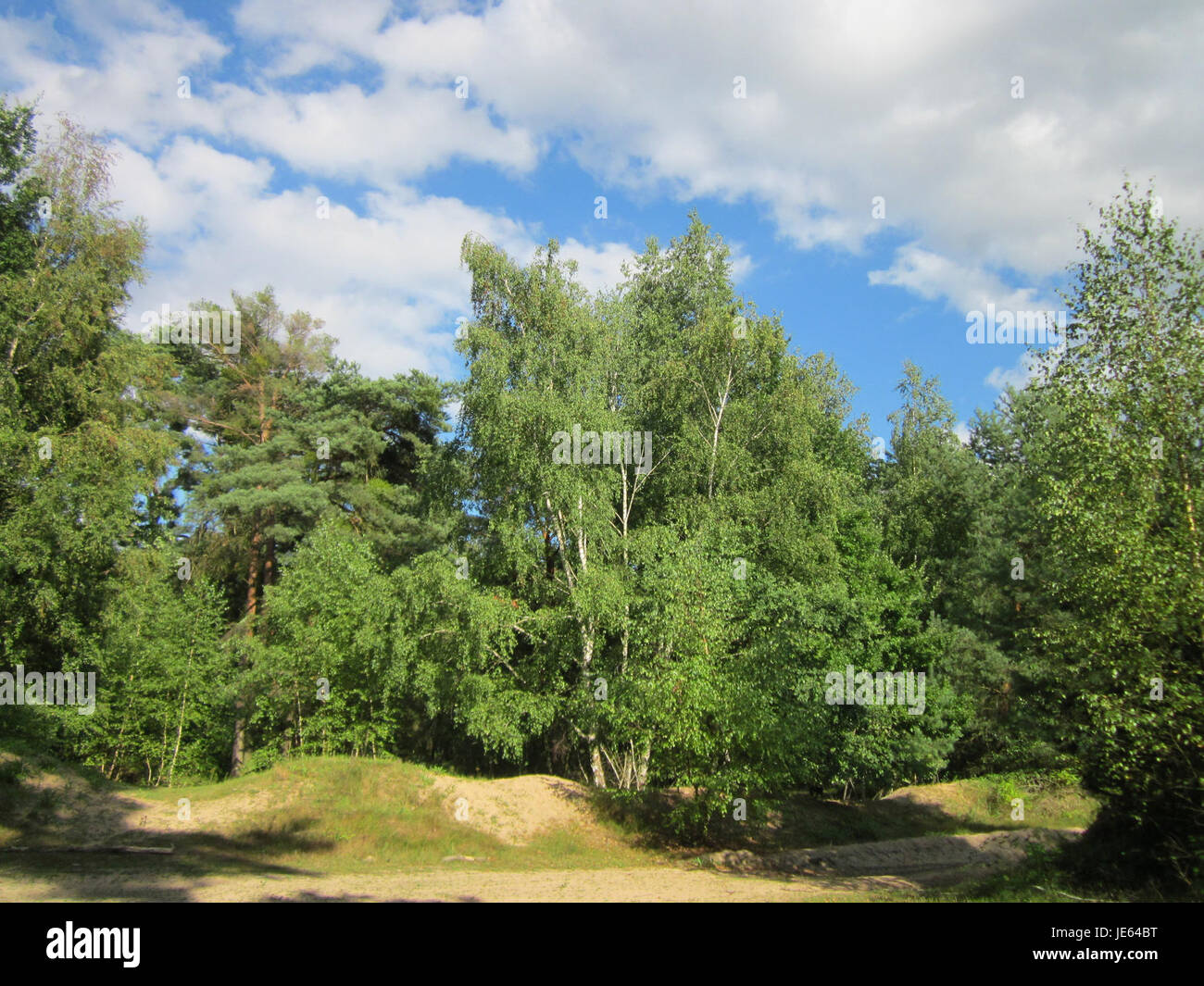 Questa immagine mostra la Speyrer Forest Dune, situata in Germania. La duna fa parte del paesaggio naturale della regione ed è conosciuta per il suo ecosistema unico, che comprende suolo sabbioso e specie vegetali specializzate. Foto Stock