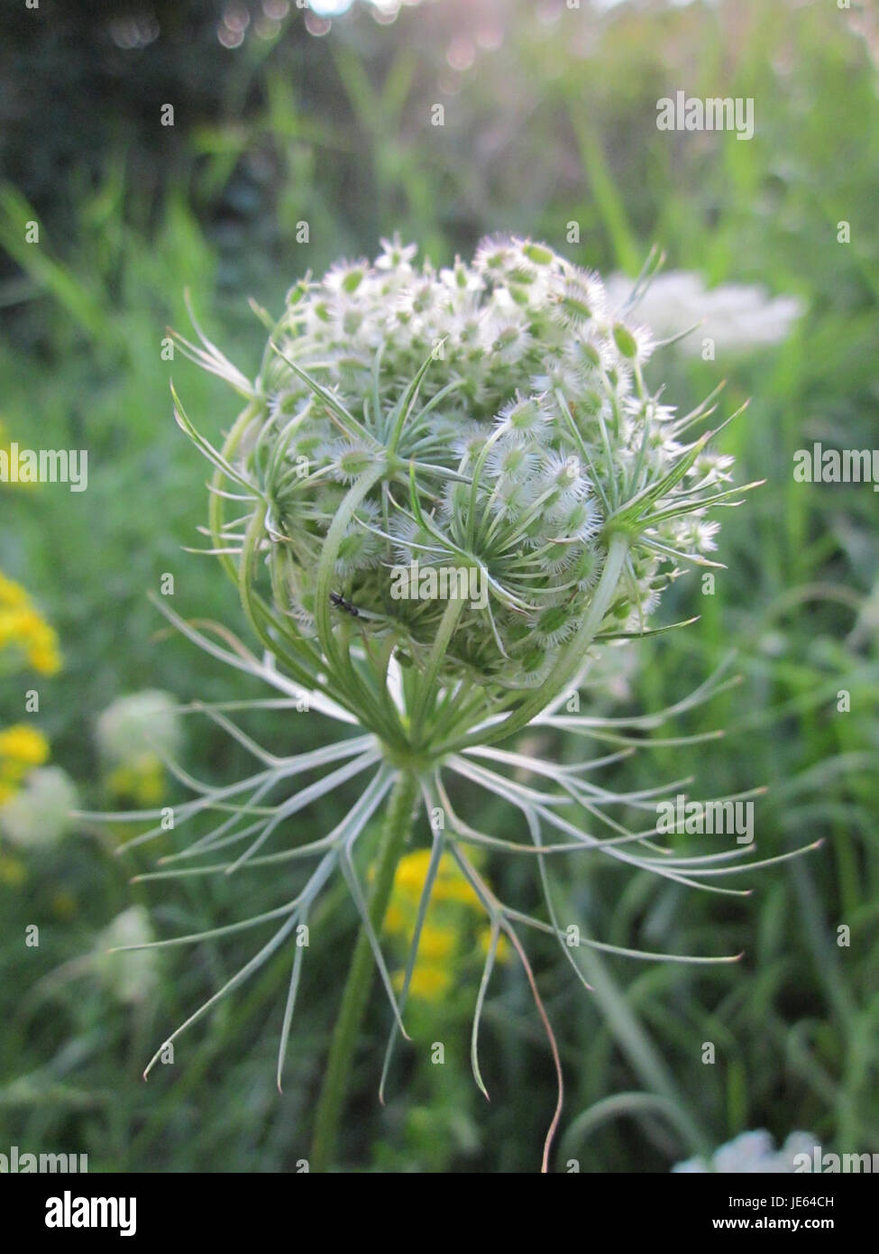 Una fotografia della carota selvatica (Daucus carota) scattata a Spira, Germania, che mostra i suoi fiori caratteristici e l'ambiente ecologico. Foto Stock