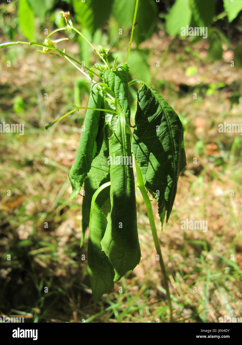 Lo Springkraut, comunemente noto come knotweed giapponese, è una specie di piante invasive che si può trovare nella regione tedesca di Schwetzinger Hardt. È noto per la sua rapida crescita e l'impatto ambientale. Foto Stock
