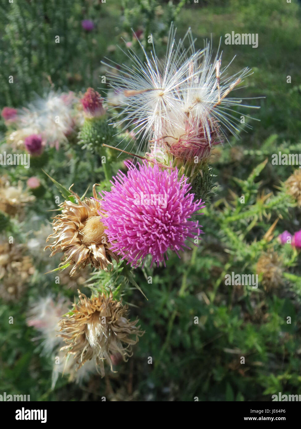 Un'immagine di Wegdistel, o cardo strisciante, una pianta nota per le sue foglie spinose e i fiori viola. Questa specie è considerata un'erbaccia invasiva in molte parti d'Europa e può causare danni alle colture agricole. Foto Stock