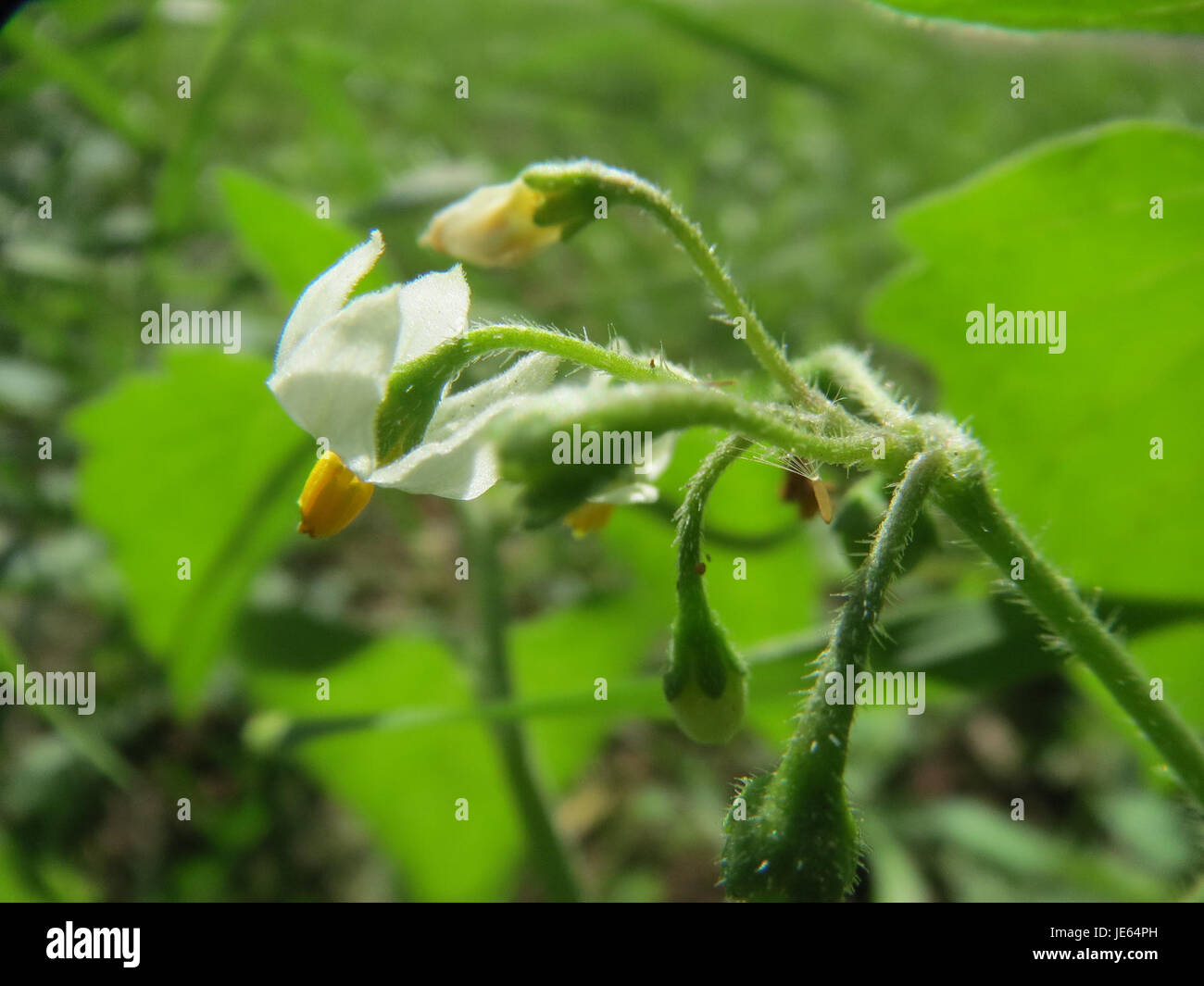 Nachtschatten si riferisce alle piante di nightshade, che fanno parte della famiglia delle Solanaceae, comunemente presenti nelle regioni temperate, tra cui Hockenheim, in Germania. Foto Stock