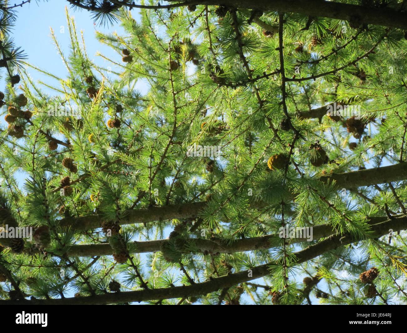 Questa fotografia mostra un *Laerche* o larice ad Altlussheim, Germania. Noto per i suoi aghi di conifere e il legno attraente, il larice è un albero deciduo che getta i suoi aghi in inverno, unico tra le conifere. Foto Stock