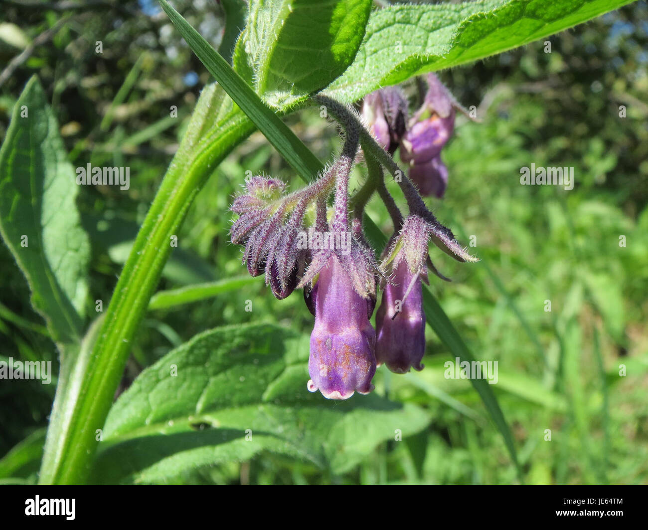 La foto mostra un primo piano della pianta Symphytum officinale, comunemente nota come Comfrey o 'Oder Beinwell'. Nota per le sue proprietà medicinali, la comfrey è stata tradizionalmente utilizzata per curare le ferite e ridurre l'infiammazione. Foto Stock