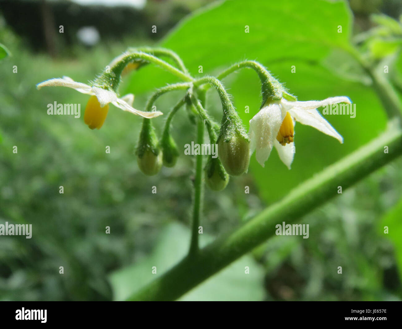 Questa immagine cattura il "Nachtschatten" di Hockenheim, mostrando i caratteristici elementi ombrosi e atmosferici della scena. Il termine "Nachtschatten" si riferisce a nightshade, spesso associato a impostazioni più scure o misteriose. Foto Stock