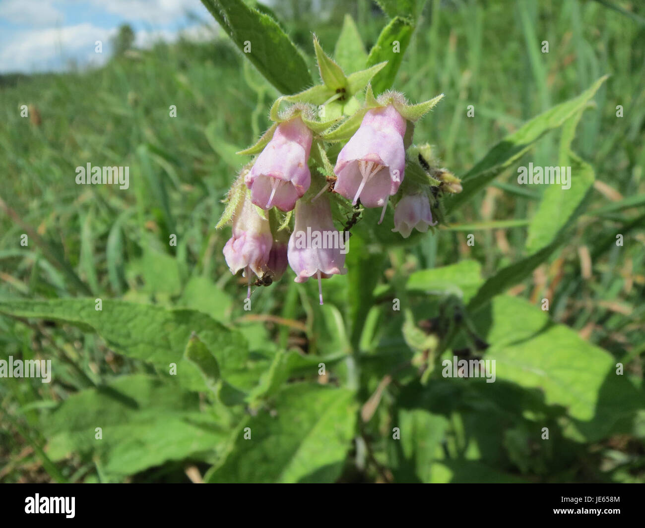 Il Symphytum officinale, comunemente noto come Comfrey, è una pianta medicinale utilizzata tradizionalmente per le sue proprietà curative, in particolare nel trattamento di ferite e fratture. È conosciuta per le sue grandi foglie e i fiori a forma di campana. Foto Stock