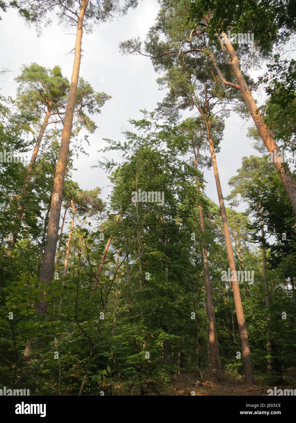 Il Fagus sylvatica, comunemente noto come faggio europeo, è una specie di alberi decidui originaria dell'Europa, apprezzata per il suo forte legno e il suo ruolo ambientale nelle foreste temperate. Foto Stock
