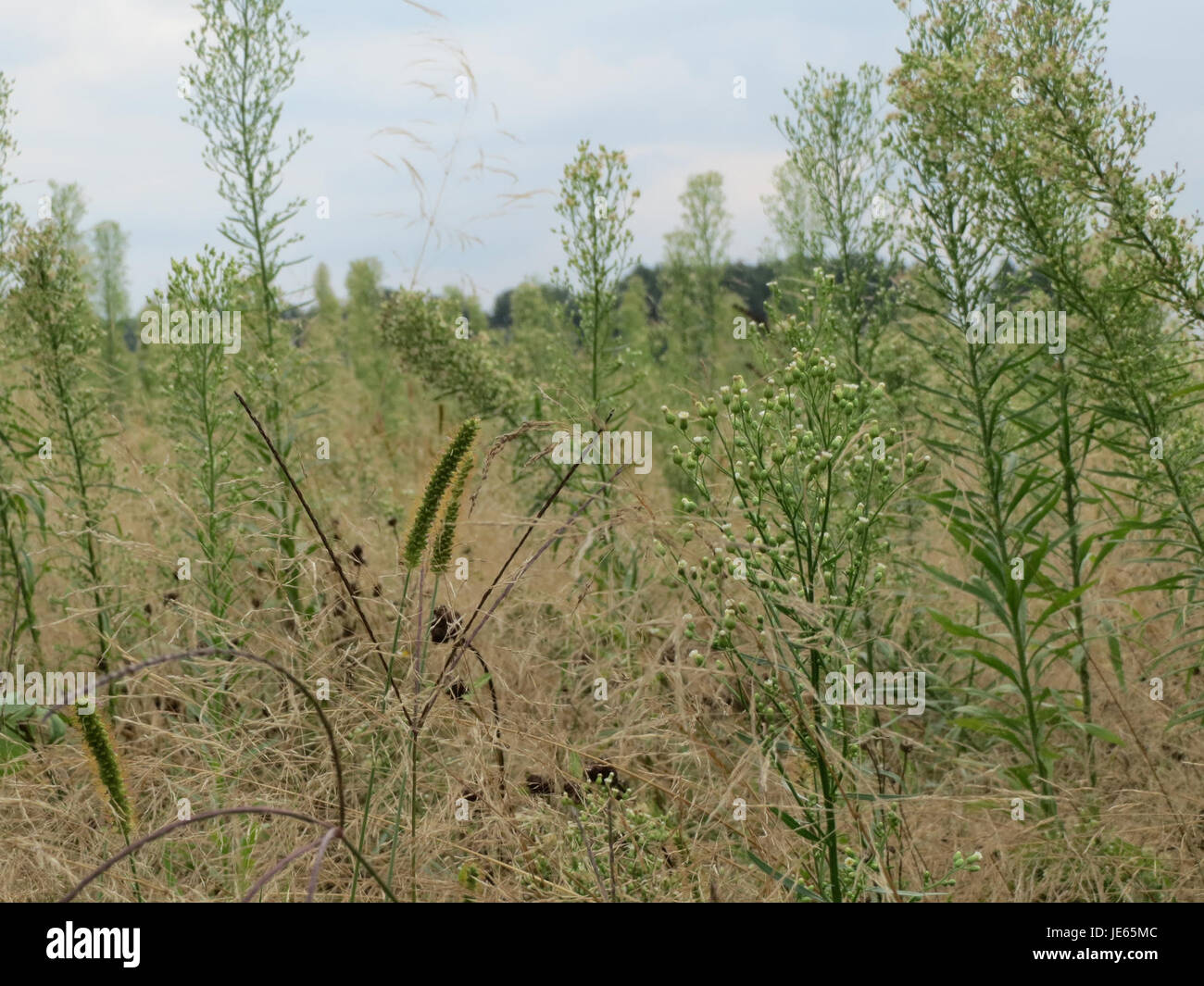 La Conyza canadensis, comunemente nota come alghe equine canadesi, è una pianta originaria del Nord America. È nota per la sua resilienza e la rapida crescita nelle aree disturbate, spesso presenti lungo le strade e i campi. Foto Stock