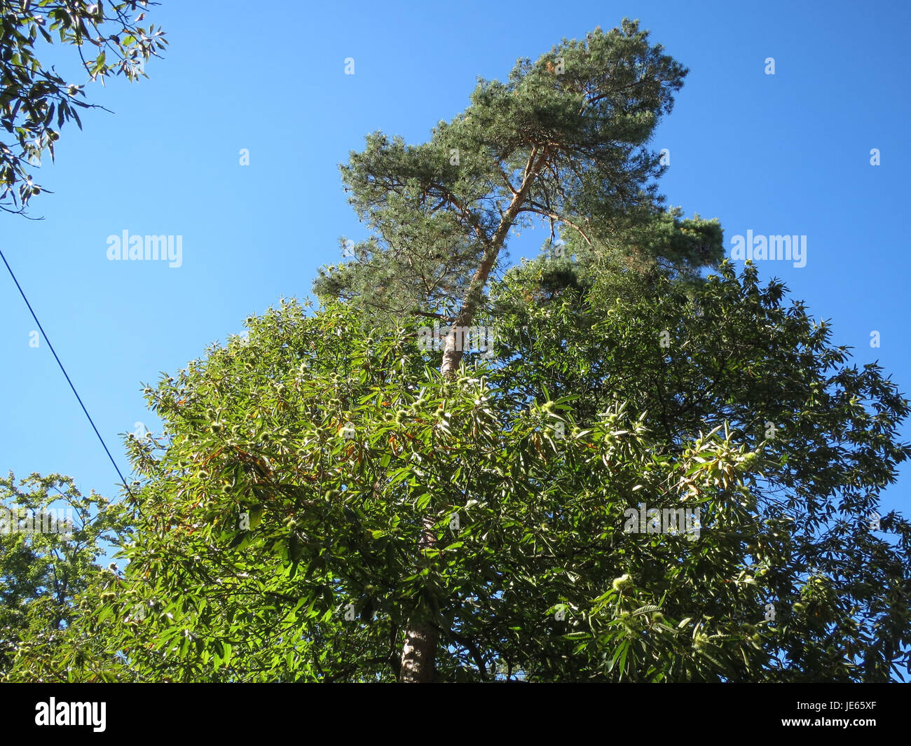 Questa immagine mostra la Castanea sativa, nota anche come castagno europeo. Nota per le sue noci commestibili, questa specie è significativa sia nell'agricoltura che nella silvicoltura, comunemente diffusa in Europa. Foto Stock