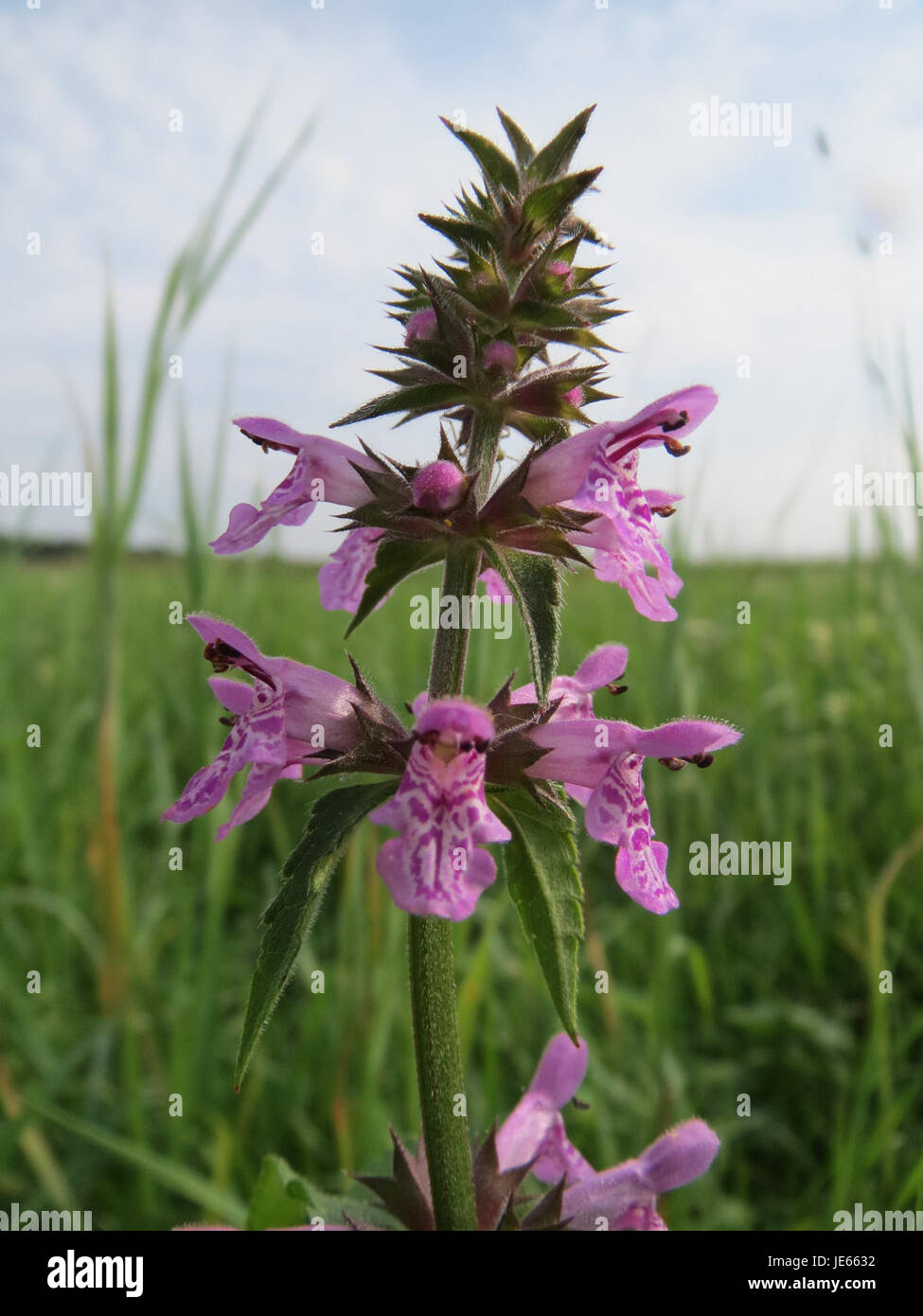 La Stachys palustris, comunemente nota come woundwort palubre, è una pianta perenne che si trova nelle zone umide. È caratterizzato dai suoi fiori viola e dalle proprietà medicinali, spesso utilizzati nei rimedi erboristici. Foto Stock