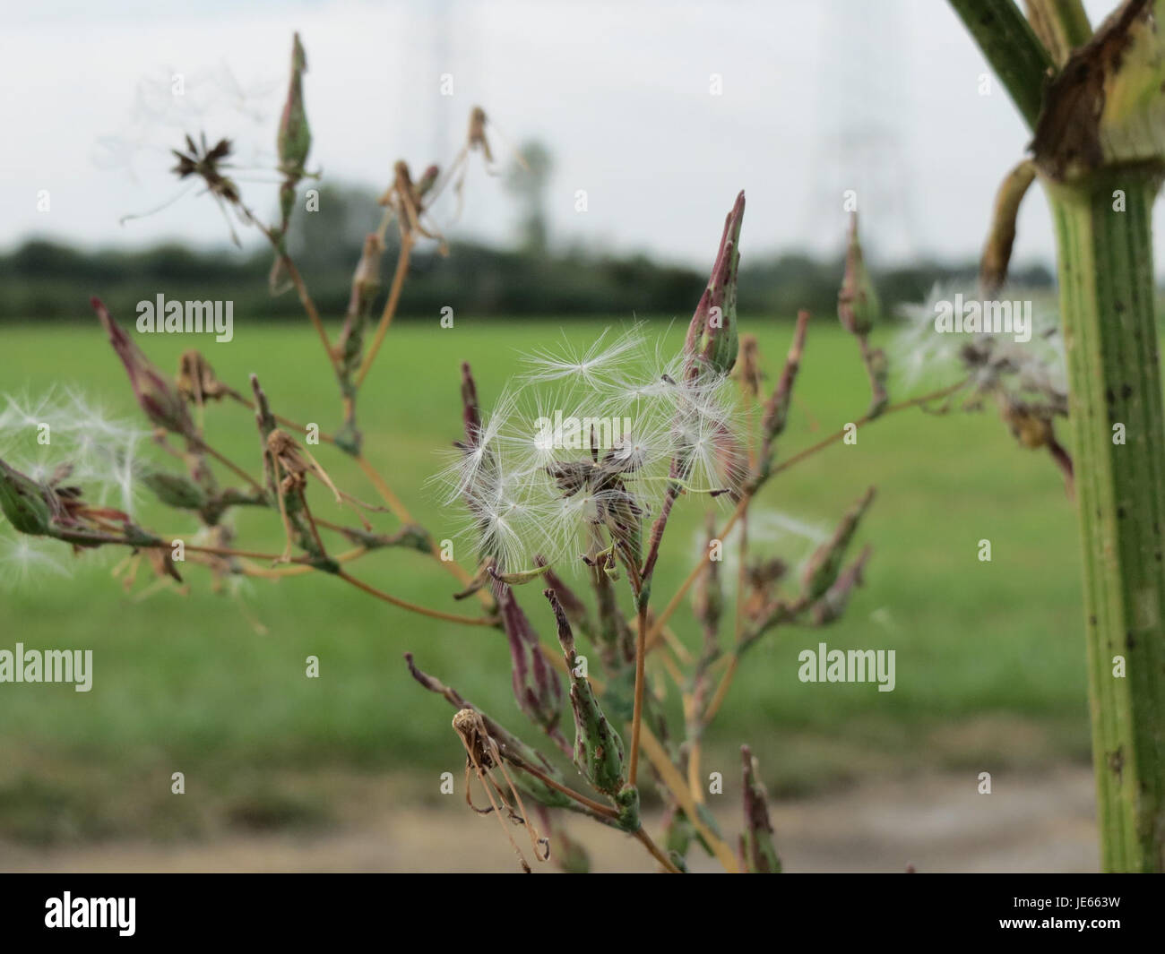 La Lactuca serriola, comunemente nota come lattuga d'India, è una specie di lattuga selvatica originaria dell'Europa, dell'Asia e del Nord Africa. È caratterizzata da una statura alta, foglie spinose e teste gialle fiorite. Spesso si trova in suoli disturbati, è diventato diffuso a livello globale. Foto Stock