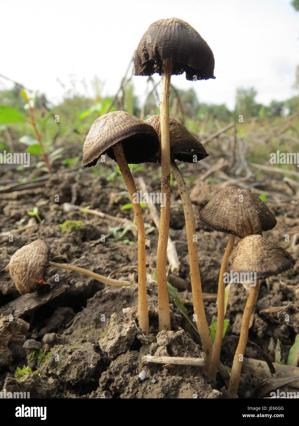 Questa immagine raffigura probabilmente un fungo (Pilz) identificato a Ketschau, una località forse in Germania, che mostra la variegata flora che si trova nelle regioni europee. L'immagine sottolinea la vita vegetale e gli studi ecologici. Foto Stock