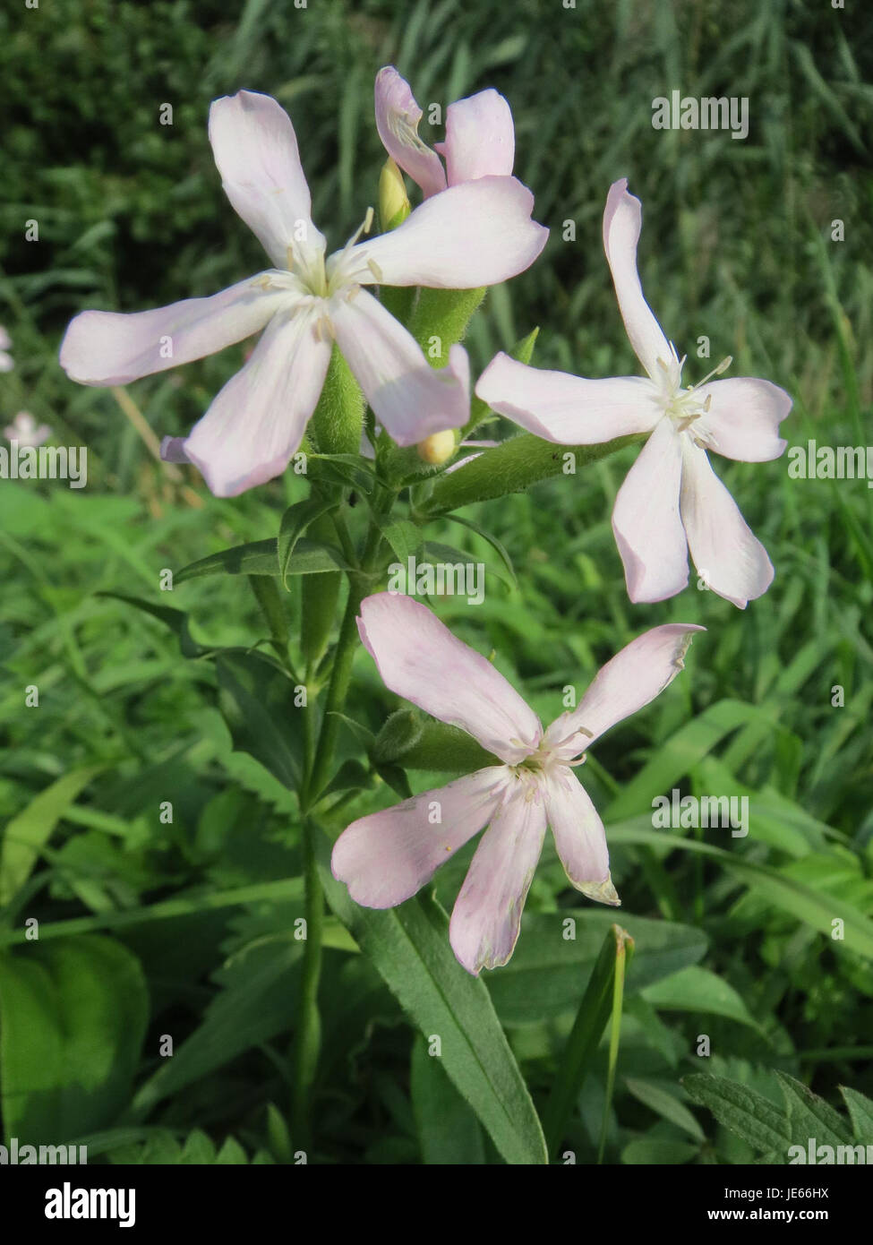 La saponaria officinalis, comunemente nota come erba soapatica, è una pianta perenne originaria dell'Europa e dell'Asia. È nota per le sue proprietà simili al sapone nelle radici ed è spesso utilizzata nei rimedi tradizionali a base di erbe e come pianta ornamentale nei giardini. Foto Stock
