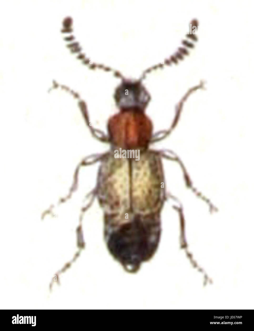 Anthophagus caraboides var. Abbreviatus è una specie di coleottero, nota per le sue caratteristiche distinte e documentata nella letteratura scientifica sotto la collezione Calwer. Foto Stock