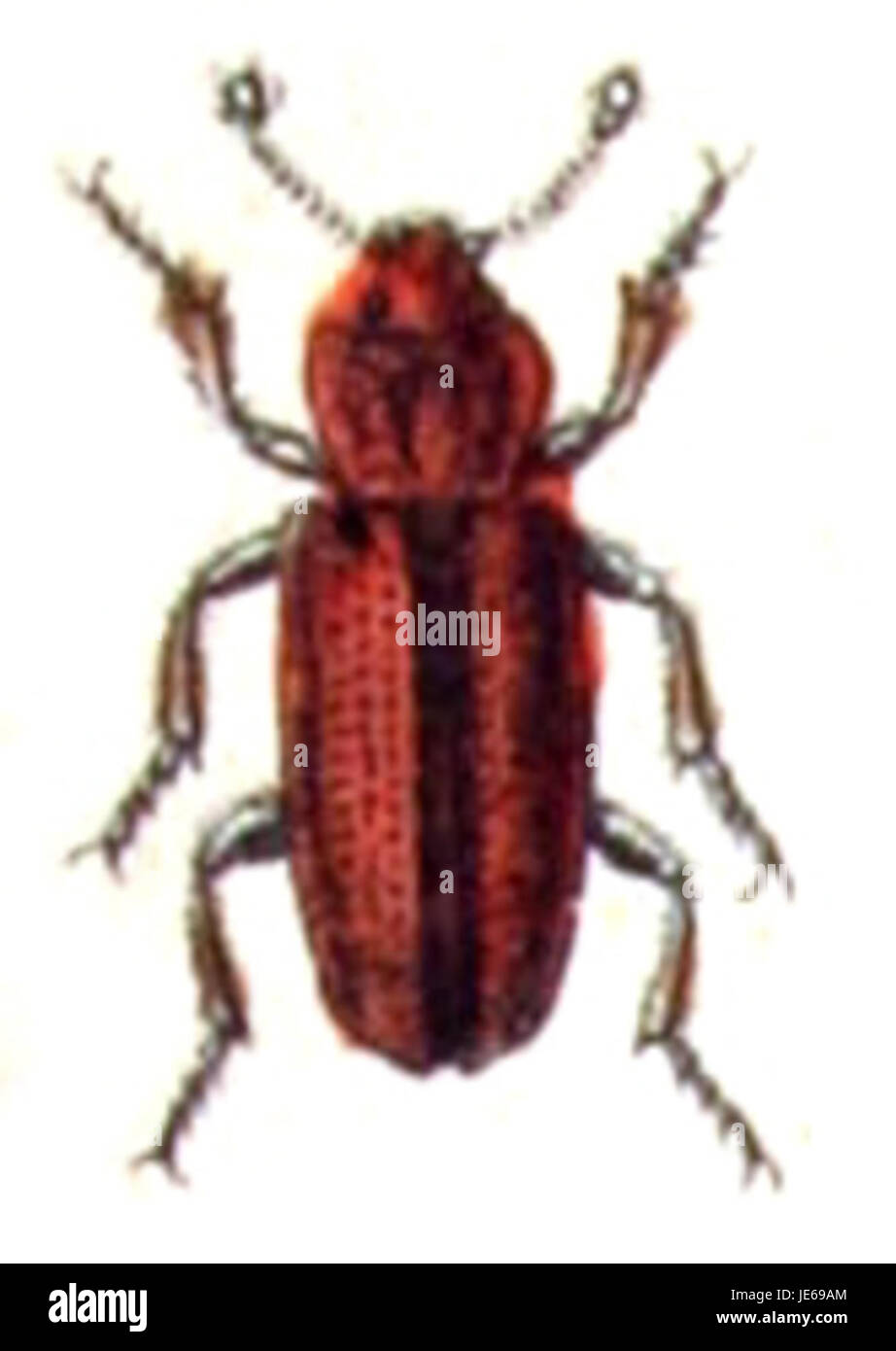 "Bothrideres Contractus" è un lavoro scientifico o medico che descrive le condizioni di contrattura, concentrandosi su problemi muscolari e articolari nel corpo umano. Foto Stock