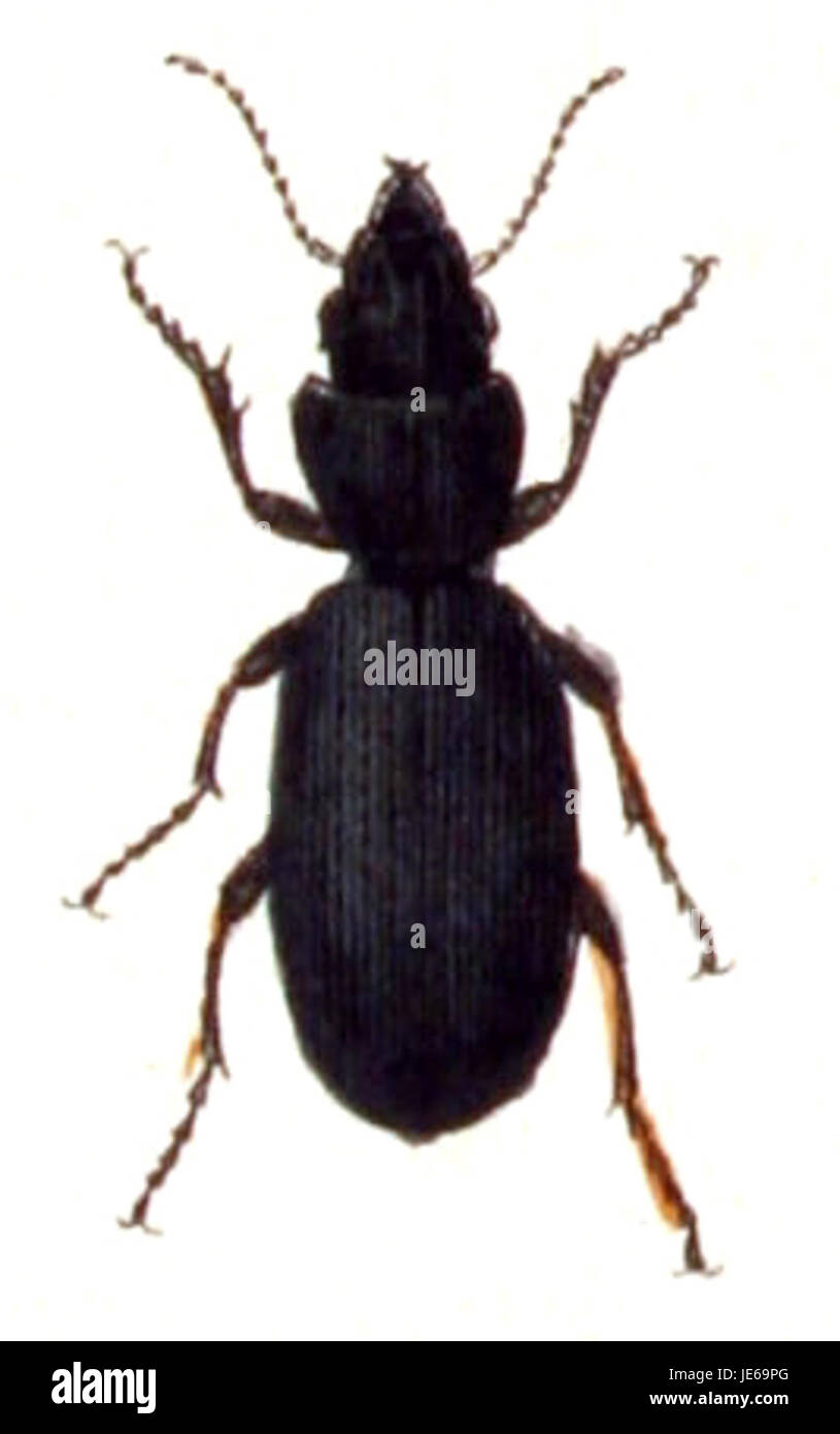 Immagine di Broscus cephalotes, una specie di coleottero terrestre, fotografata a Calw, Germania, l'8 giugno. Foto Stock