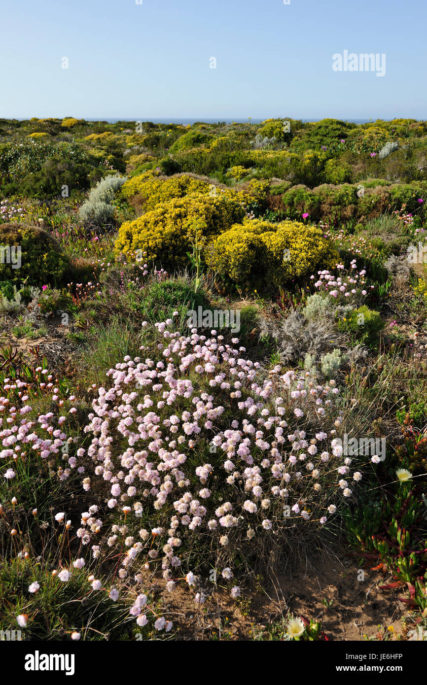 L'Armeria pungens blossom. Bordeira, Algarve. Sudoeste Alentejano e Costa Vicentina parco naturale, la più selvaggia costa atlantica in Europa. Portogallo Foto Stock