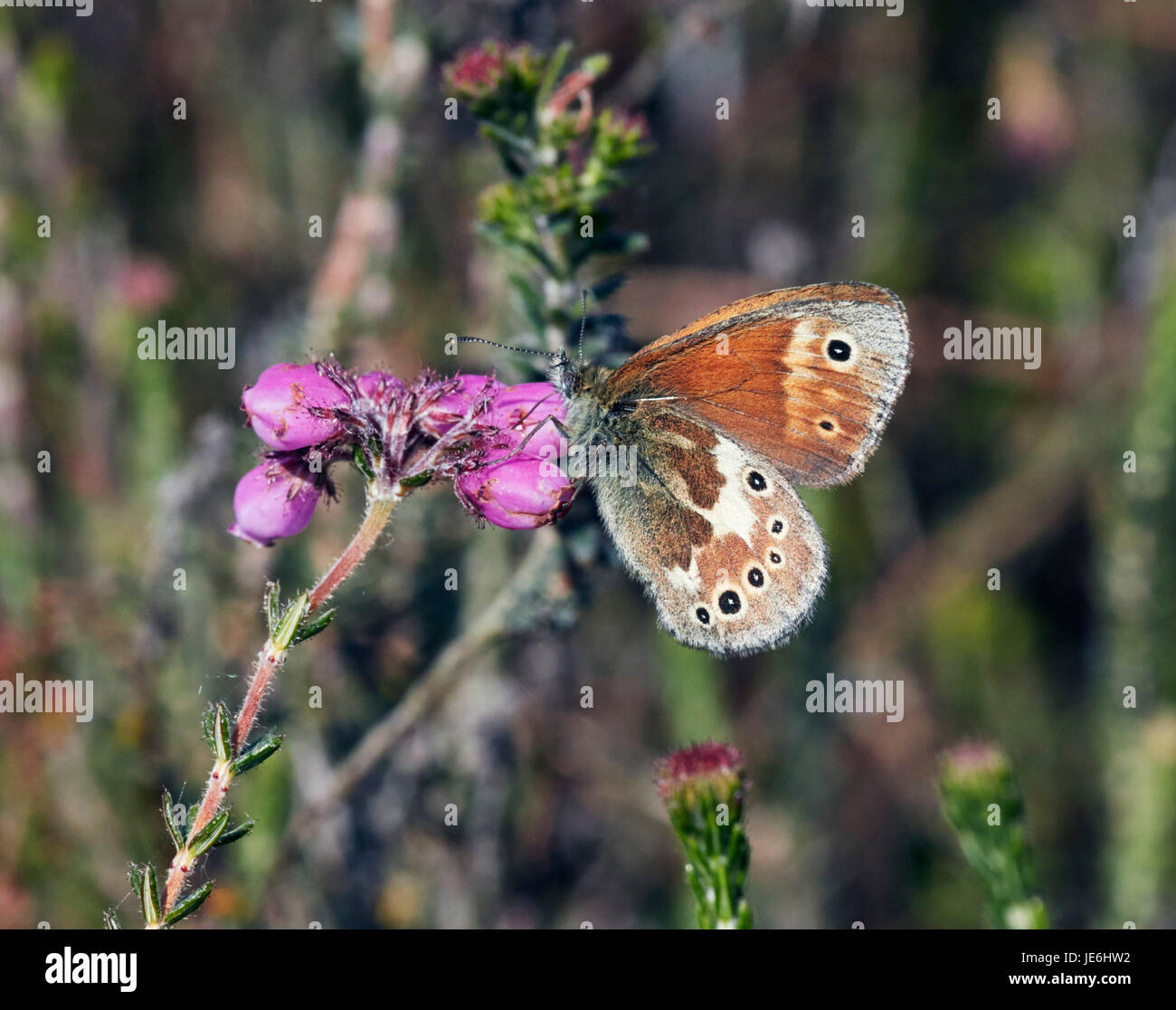 Grande Heath butterfly appollaiato su Cross-lasciava Heath fiori. Whixall Moss, Shropshire, Inghilterra. Foto Stock