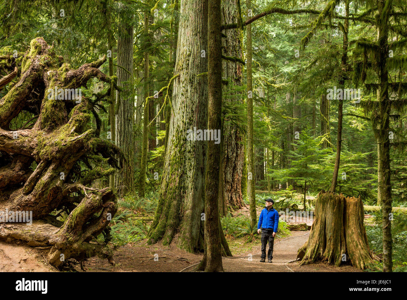 L'uomo sul sentiero in mezzo di crescita di vecchi alberi, Cattedrale Grove, MacMillan Parco Provinciale, British Columbia, Canada Foto Stock