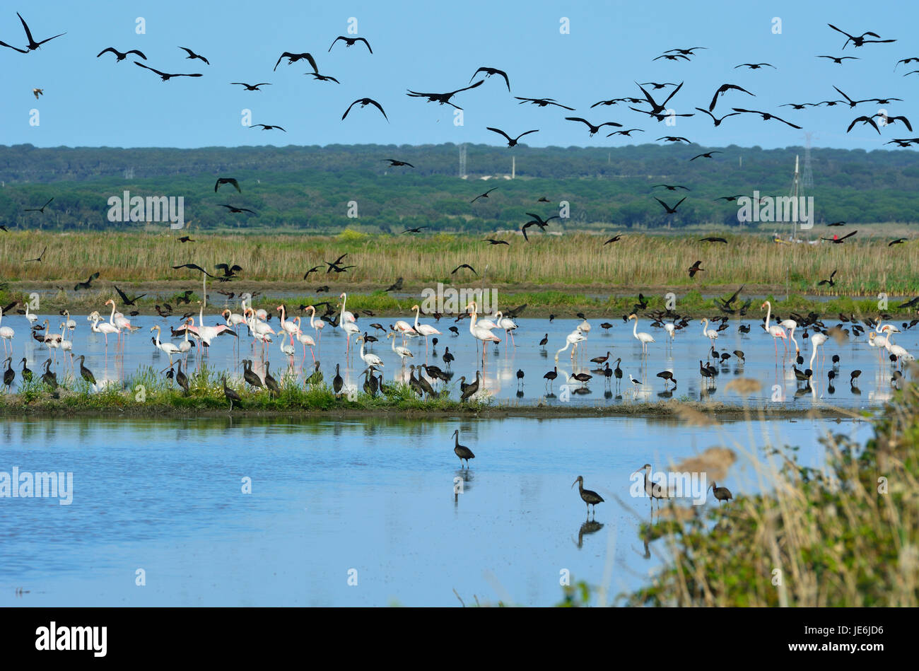 Fenicotteri (Phoenicopterus roseus) e ibis lucido (Plegadis falcinellus) in campi di riso dell'estuario del Sado Riserva Naturale. Portogallo Foto Stock