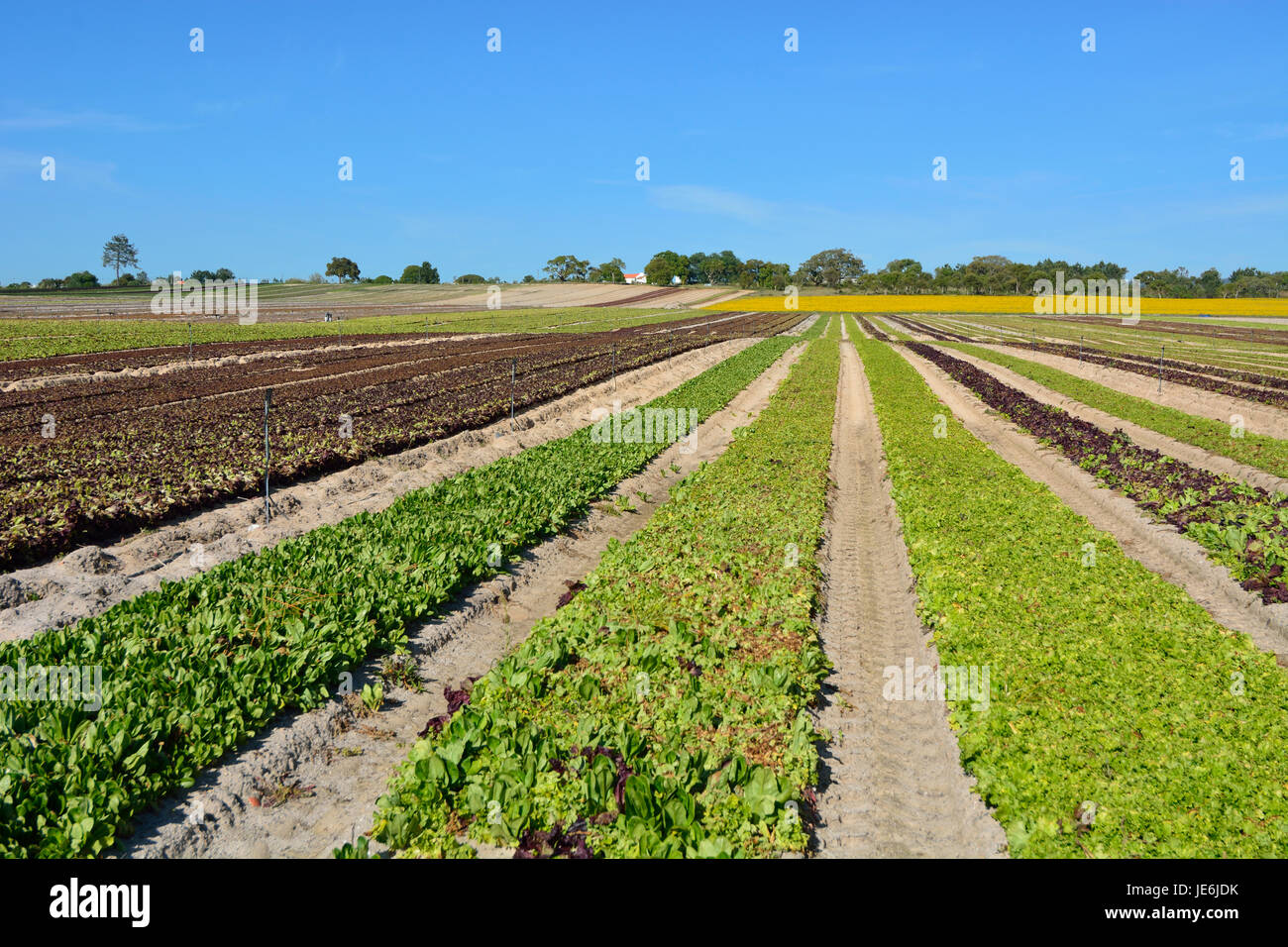 Verdure in un campo agricolo, Melides. Portogallo Foto Stock