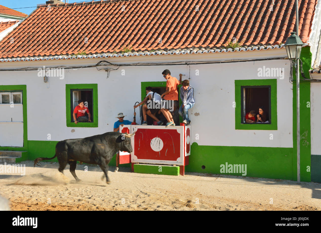 Esecuzione tradizionale di tori selvaggi durante il Barrete Verde (tappo verde) festeggiamenti. Alcochete, Portogallo Foto Stock