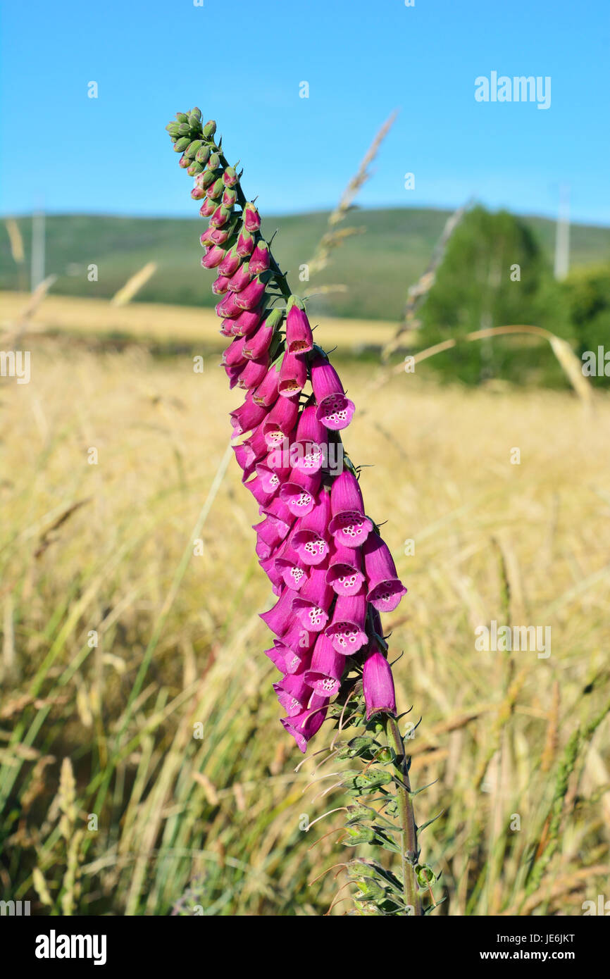 Dedaleira (Foxglove). A causa della presenza di tossine, questo impianto è velenoso per gli esseri umani. Das Pitões Júnias, Portogallo Foto Stock