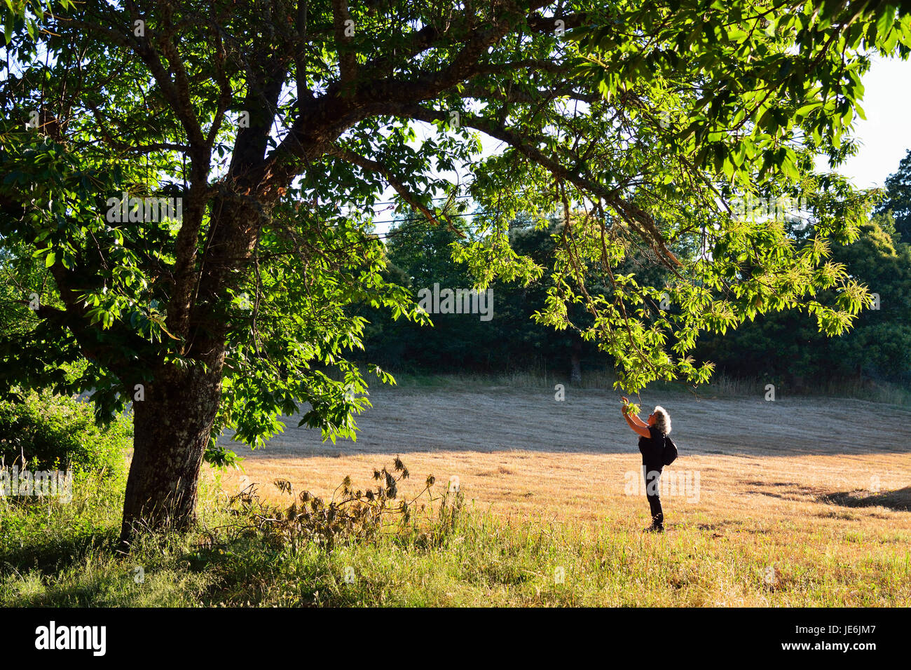 Un magnifico albero di castagno. Montesinho Natura Park, Portogallo Foto Stock