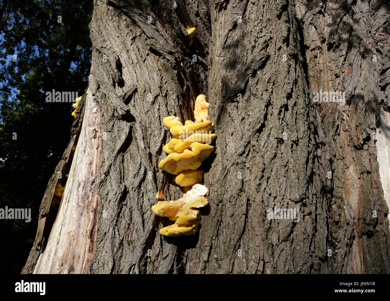 Giallo accantonato tree pollo funghi di bosco, sulfurei Laetiporus Foto Stock