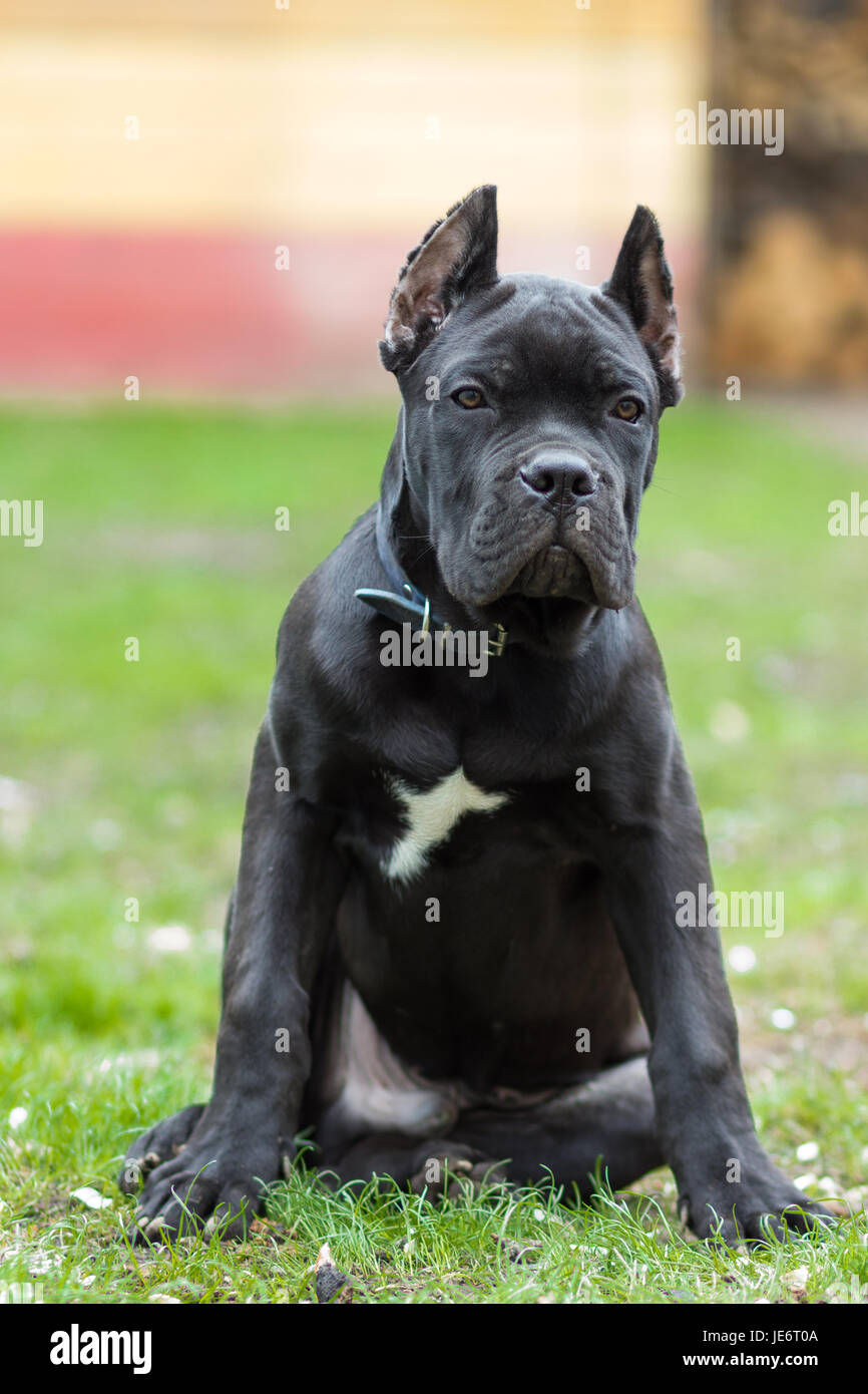 Età Del Cucciolo Di 3 Mesi Di Cane Corso Razza Di Colore Nero Si