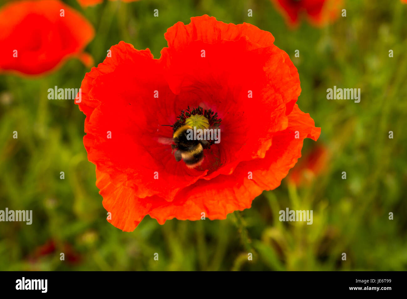 Close up di papavero rosso, Papaver rhoeas, nel campo di prato, East Lothian, Scozia, Regno Unito Foto Stock
