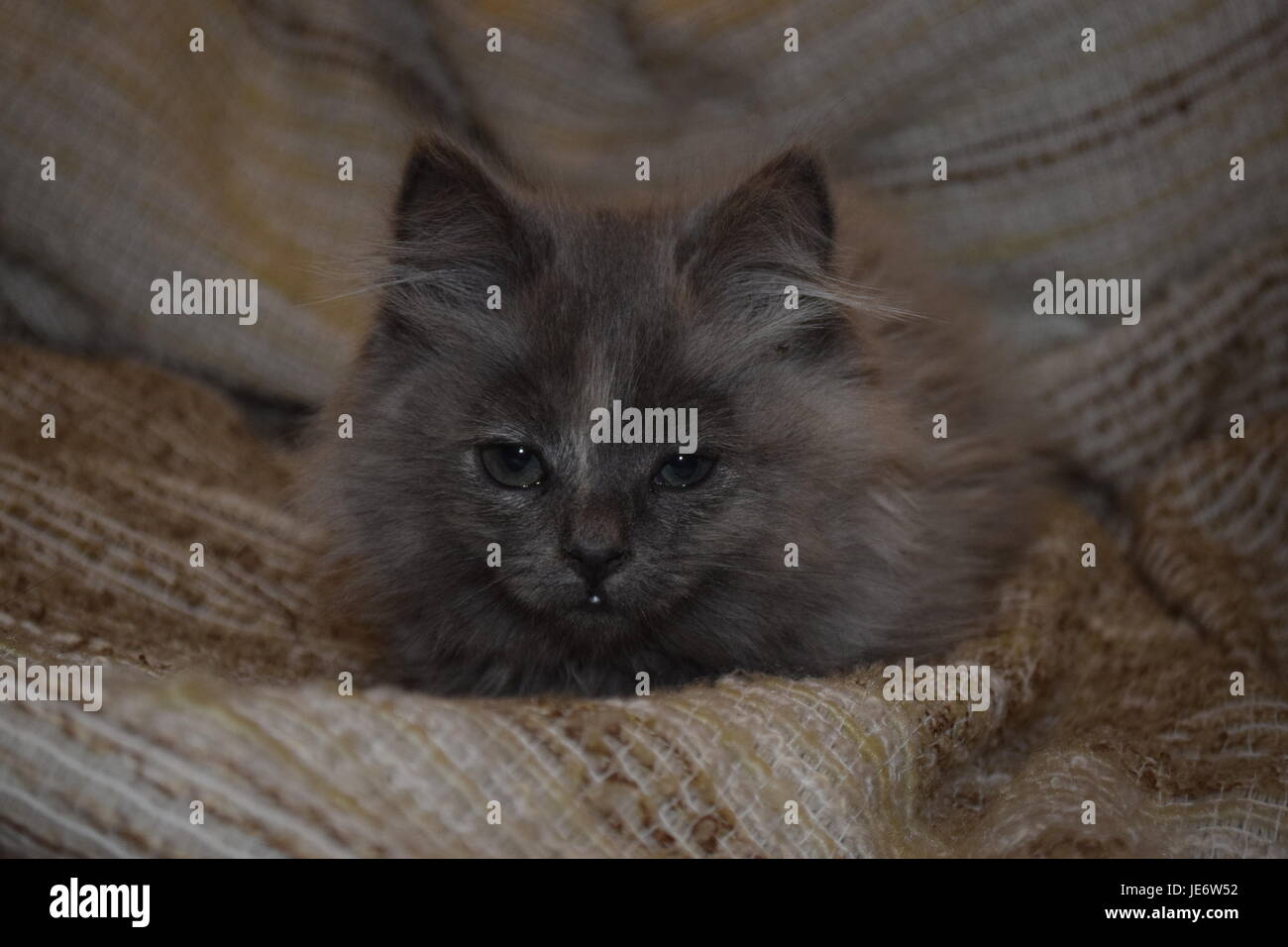 Una bellissima anima pura Foto Stock