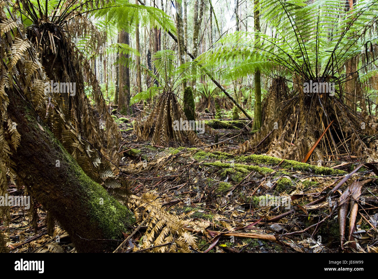 Australia e Tasmania, Monte campo parco nazionale, foreste vergini, treefern, Foto Stock