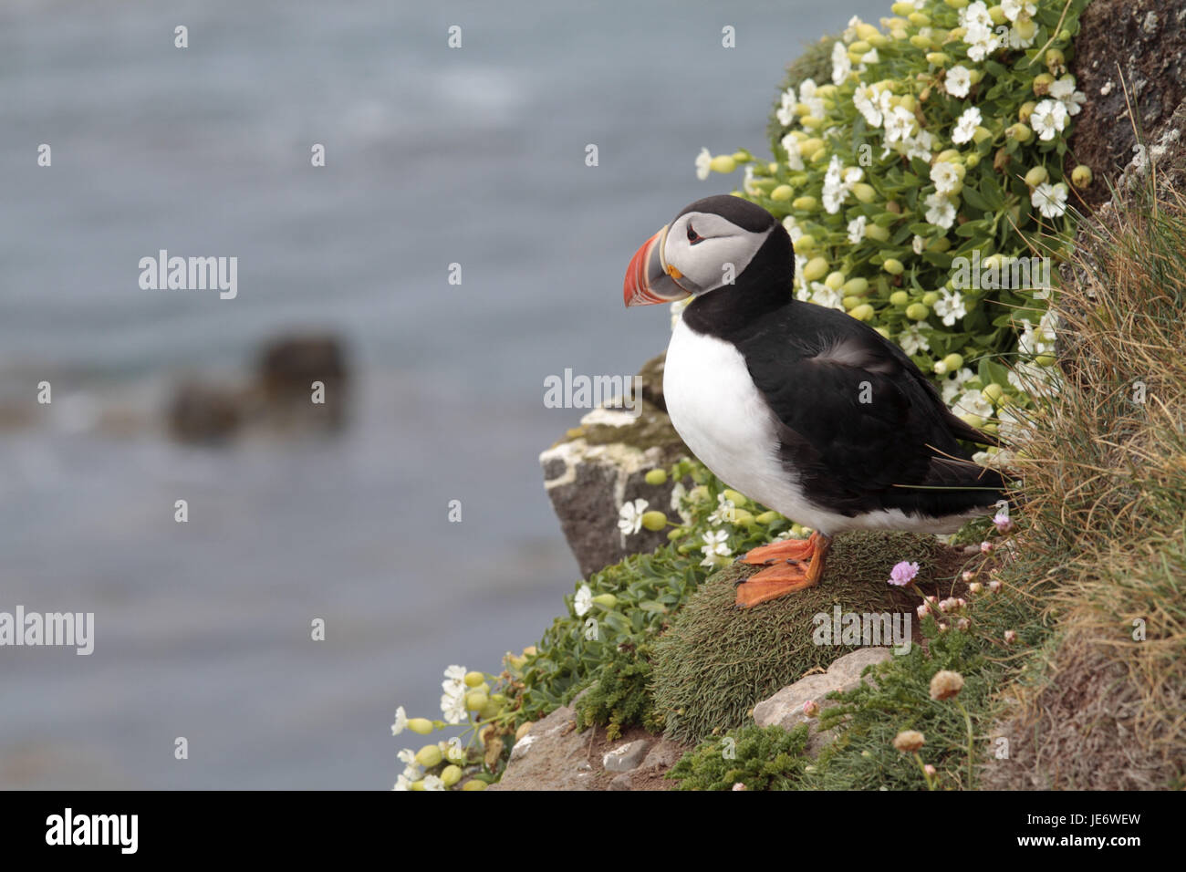 L'Europa, Nord Europa, Islanda, Westisland, west fiordi, Latrabjarg, Parrot subacquei, Fratercula arctica, Foto Stock