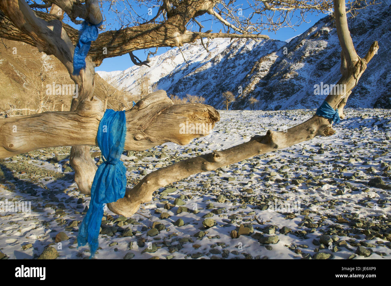 Mongolia, Khovd provincia, paesaggio invernale, albero, cordoni bleu, Khatag, tradizionale saluto sciarpa, Foto Stock