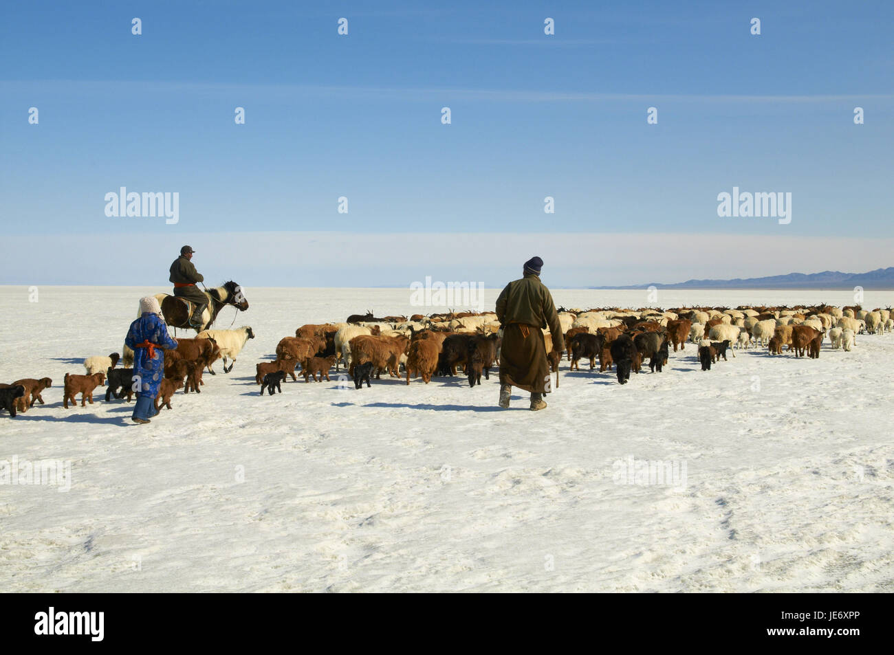 Mongolia, Khovd provincia, nomade, allevamento di bestiame, cammelli, escursione, steppa, inverno, Foto Stock
