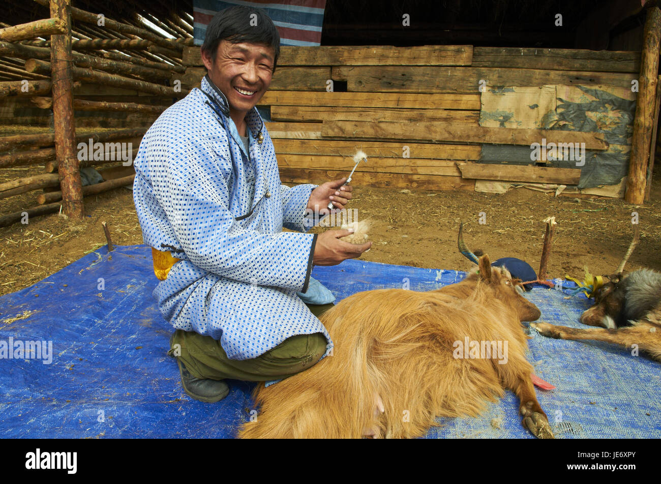 Mongolia, provincia di Arkhangai, nomade, capre cashmere, pettine, lana, pelo di capra, cashmere, Foto Stock