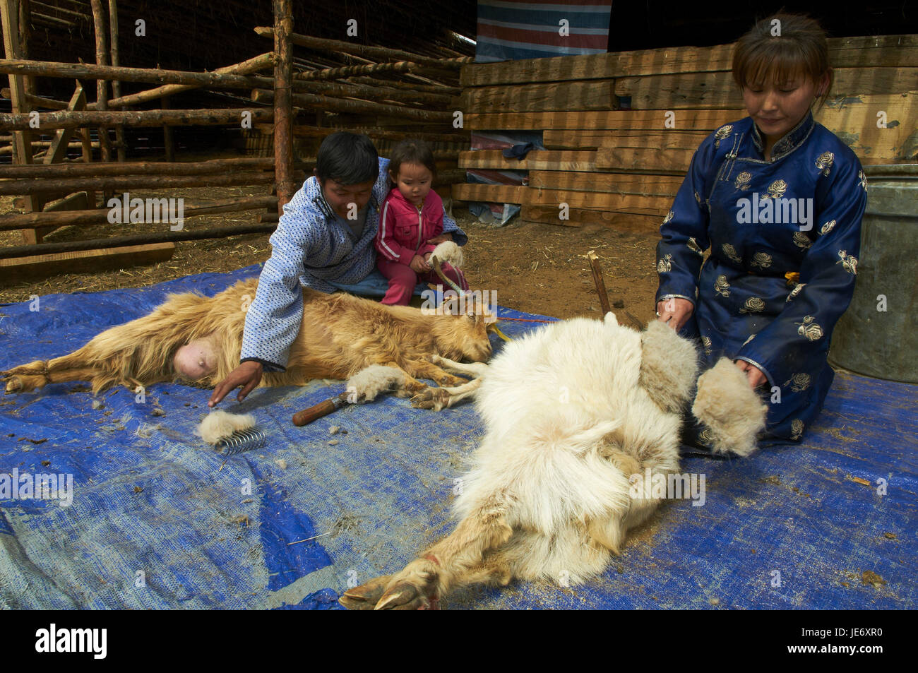 Mongolia, provincia di Arkhangai, nomade, capre cashmere, pettine, lana, pelo di capra, cashmere, Foto Stock