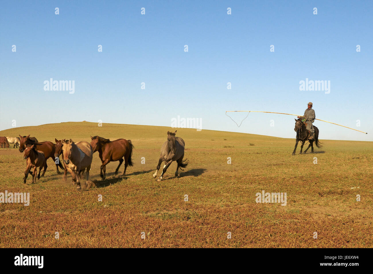 In Mongolia e in Asia centrale, provincia Arkhangai, nomade, uomo trappole di cavalli con la Urga, Foto Stock