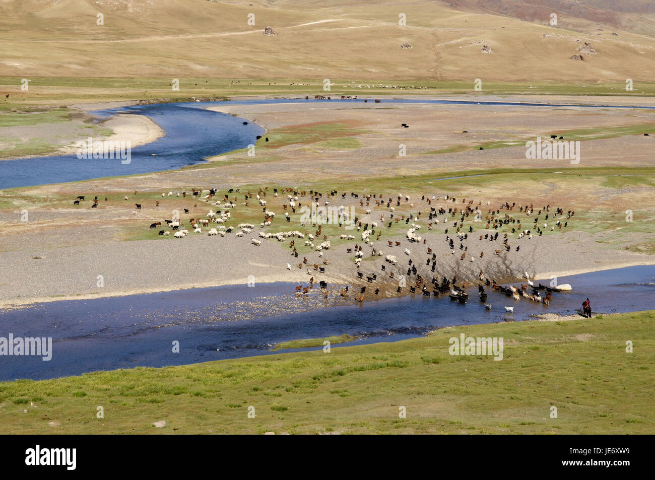 In Mongolia e in Asia centrale, Ovorkhangai provincia, storico Orkhon valley, patrimonio mondiale dell UNESCO, Orkhon flussante, gregge di pecore, pascolo, Foto Stock
