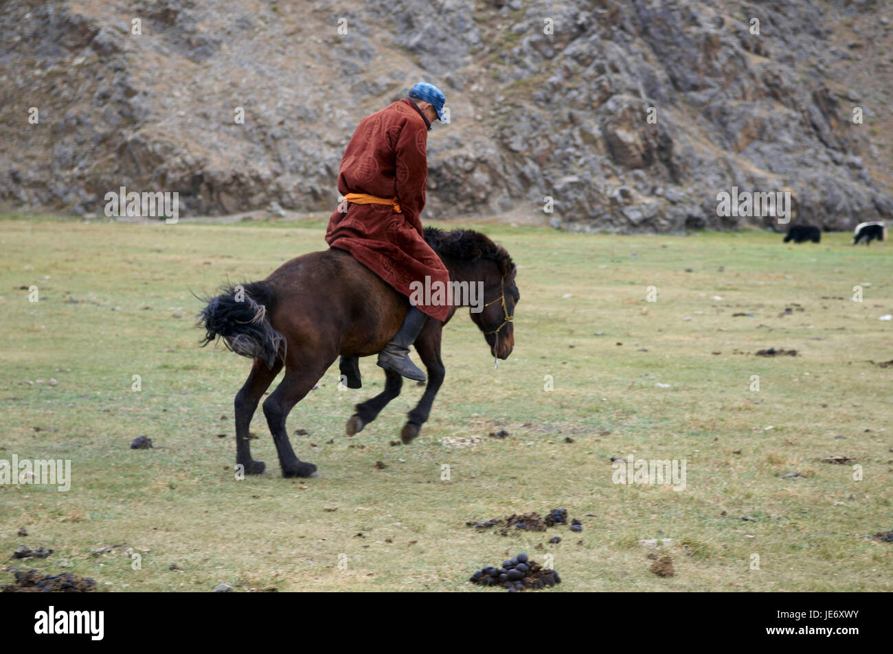 In Mongolia e in Asia centrale, Ovorkhangai provincia, storico Orkhon valley, patrimonio mondiale dell UNESCO, nomade, spurgare, cavallo di tame, Foto Stock