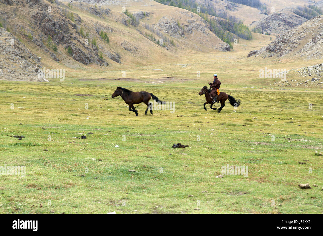 In Mongolia e in Asia centrale, Ovorkhangai provincia, storico Orkhon valley, patrimonio mondiale dell UNESCO, nomade, uomo, cavalli, cattura Foto Stock