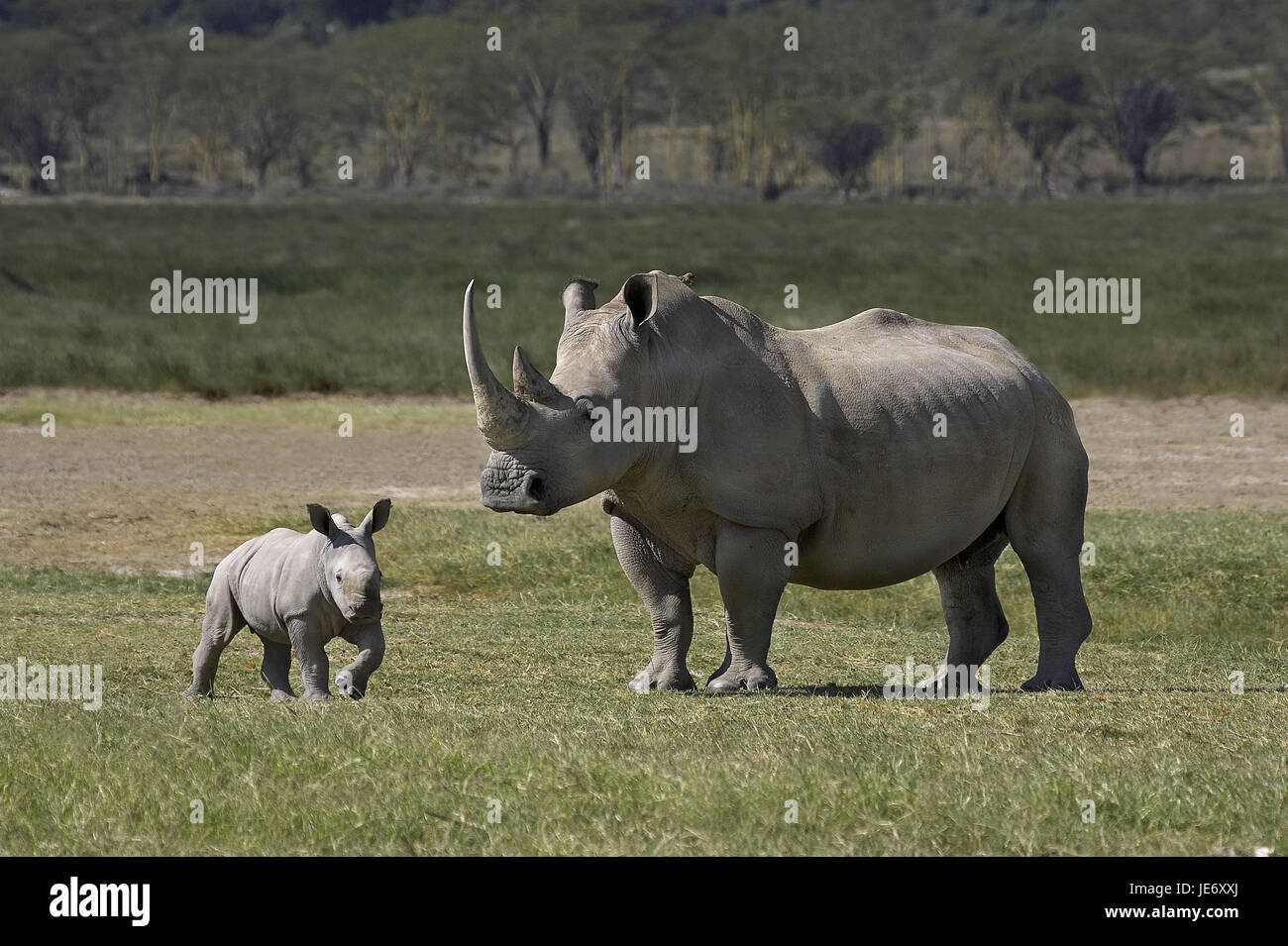 A bocca larga rinoceronte, Ceratotherium simum, femmine, di vitello, di Nakuru park, Kenya, Foto Stock