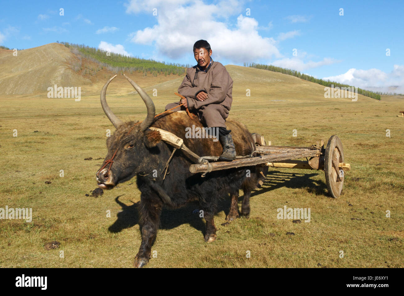 In Mongolia e in Asia centrale, provincia Arkhangai, nomade, l uomo nel suo yak, carrello, trascinare Foto Stock