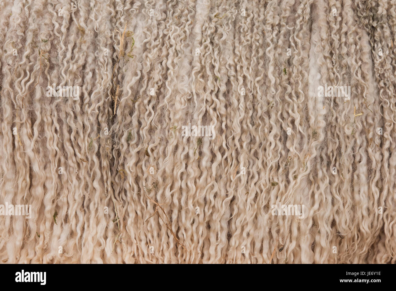 Ovis aries. Leicester fibra di lana di pecora di lana di longa in mostra ad uno spettacolo agricolo. REGNO UNITO Foto Stock