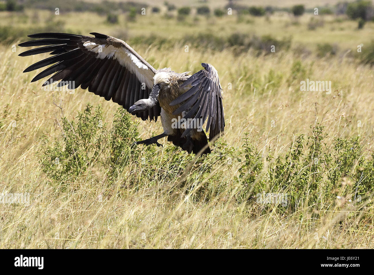 Retro bianco vulture, Gyps africanus, animale adulto, volo, lo sbarco, il Masai Mara Park, Kenya, Foto Stock