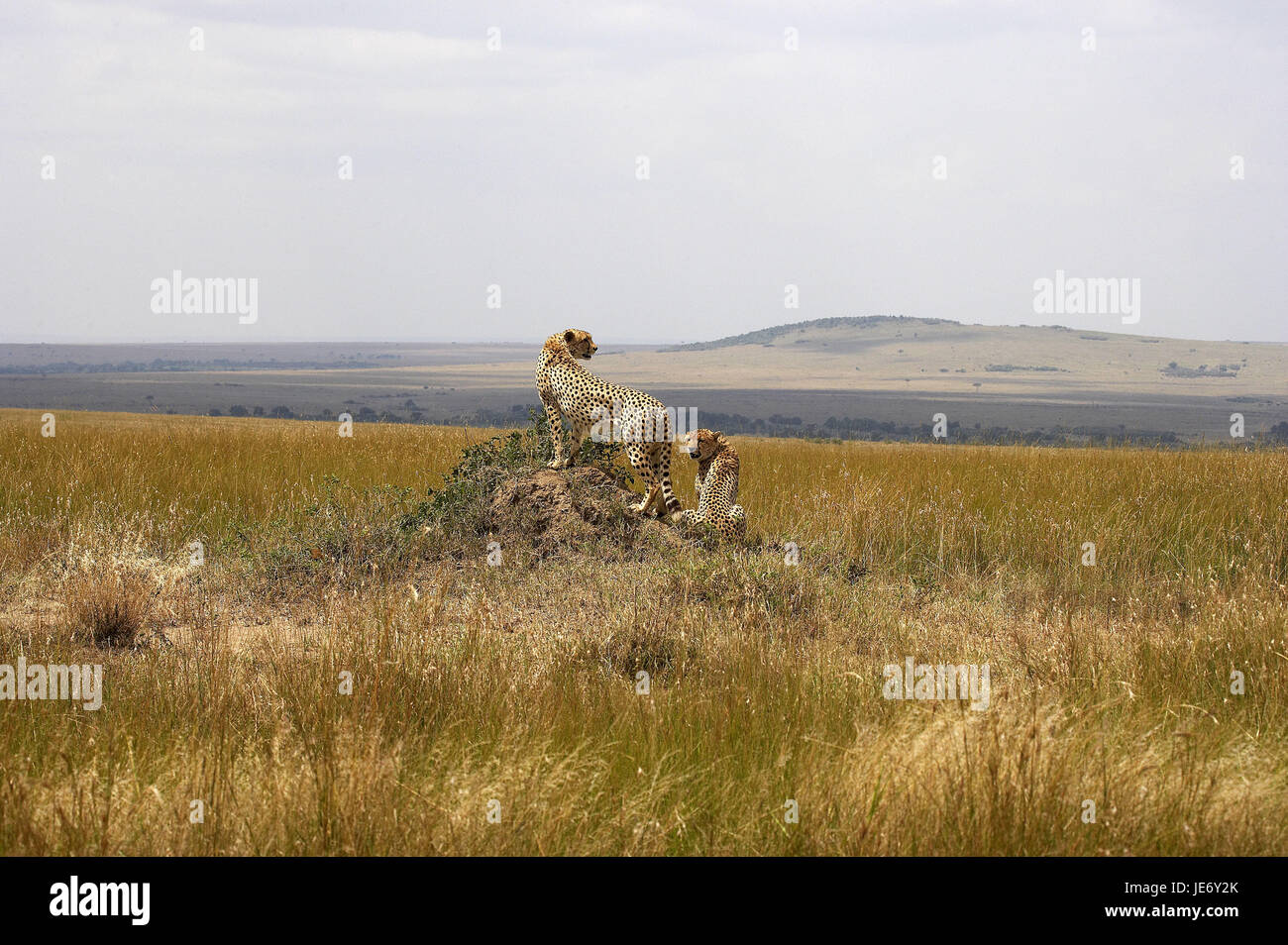 Cheetah, Acinonyx jubatus, giovane, termite hill, guardarsi intorno, il Masai Mara Park, Kenya, Foto Stock