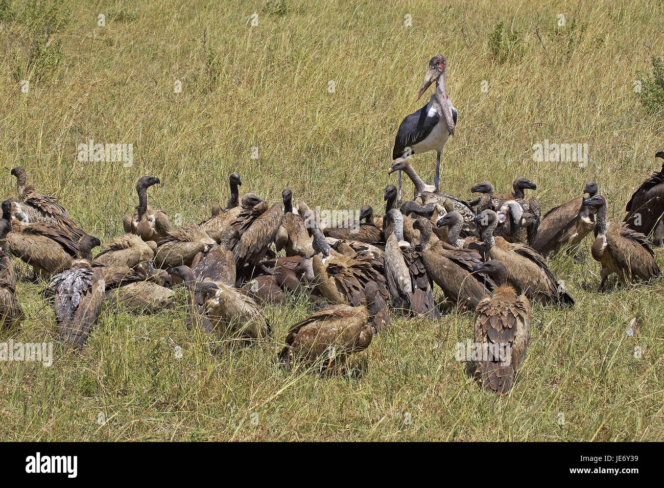 Retro bianco avvoltoi, Gyps africanus, gli animali adulti, mangiare, cadavere, Masai Mara Park, Kenya, Foto Stock