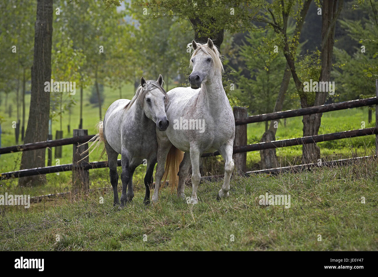 Pony Connemara, gli animali adulti, stand, pascolo, Foto Stock