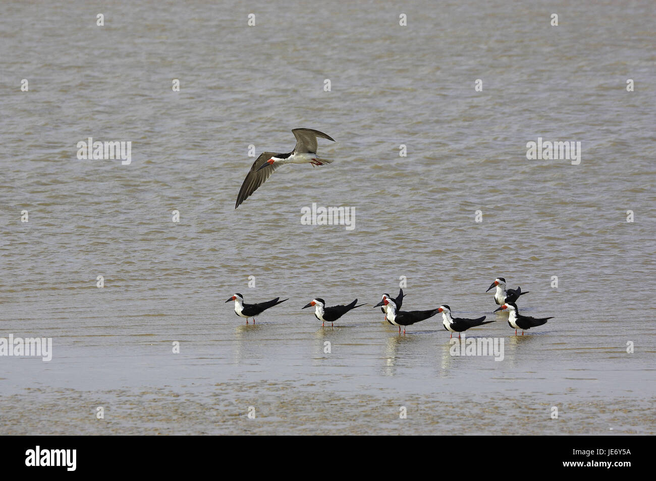 Involucro nero forbici becco, Rynchops Niger, animale adulto, volo, lotto Lianos, Venezuela, Foto Stock