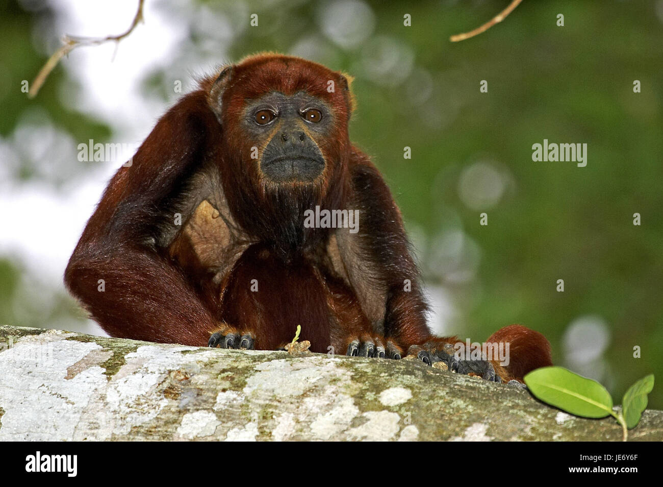 Red ululati scimmia Alouatta Alouatta, animale adulto, stand, diramazione Lianos batch, Venezuela, Foto Stock